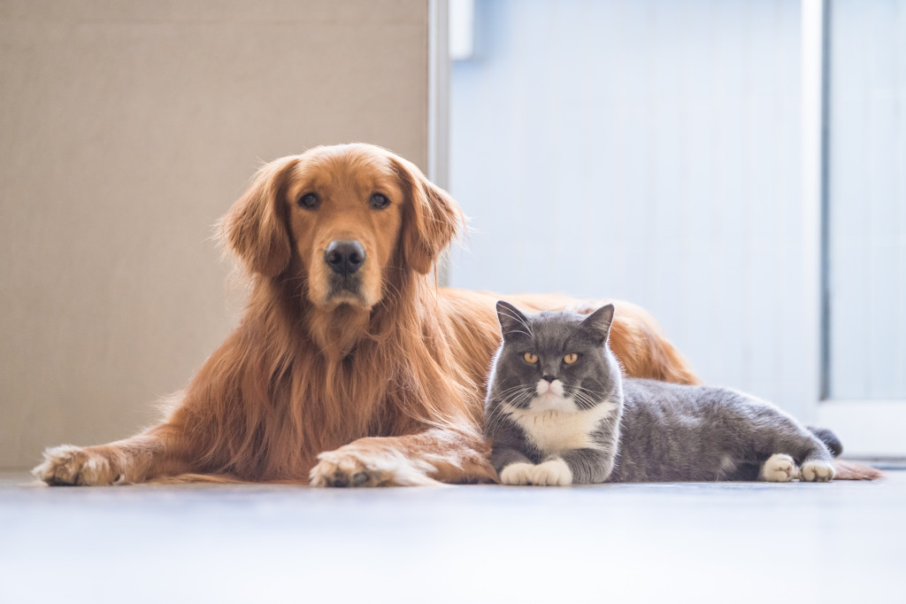 A dog and a cat looking at the camera while lying down
